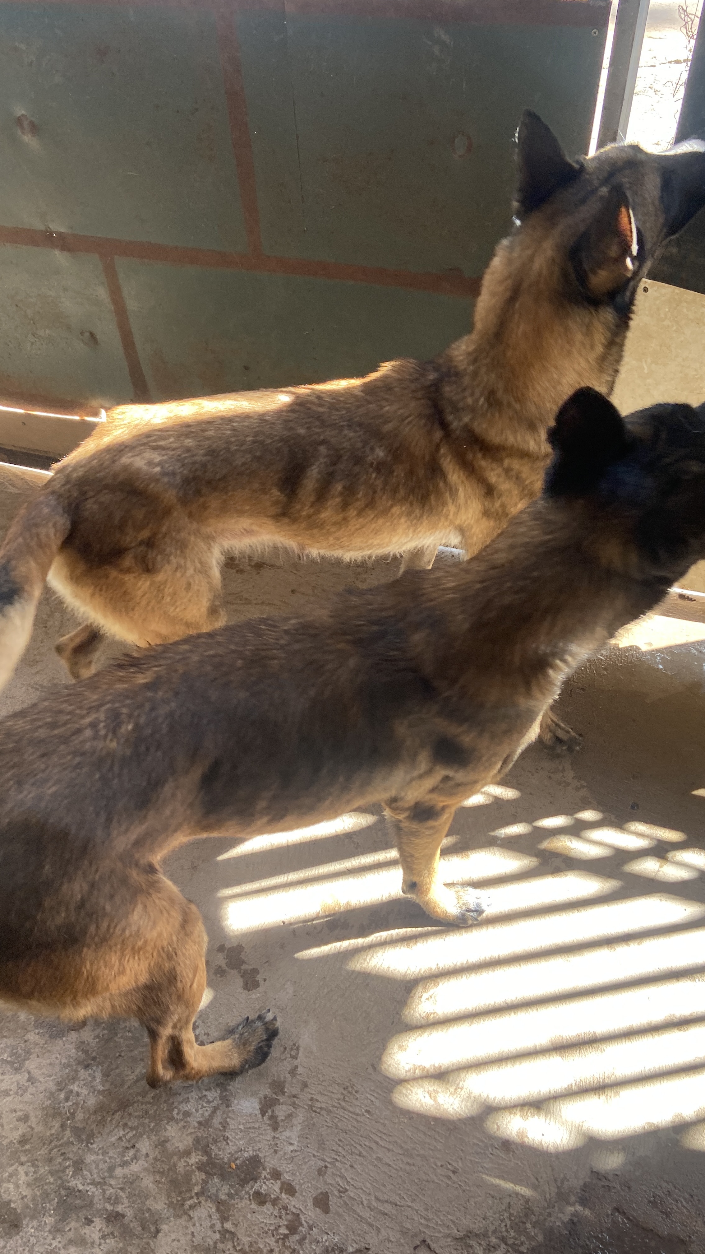 Portal Vendocão Filhote de Pastor Belga Malinois  Santa Maria DF