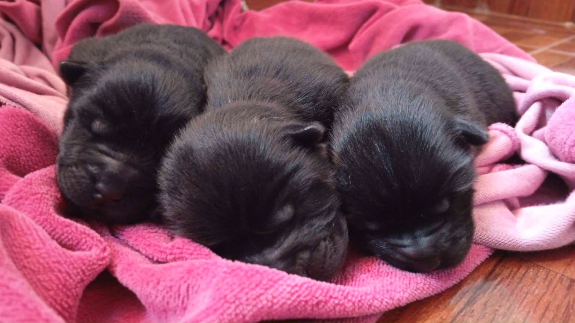 Portal Vendocão Filhotes Fêmea de Chow Chow  São Joaquim da barra 
