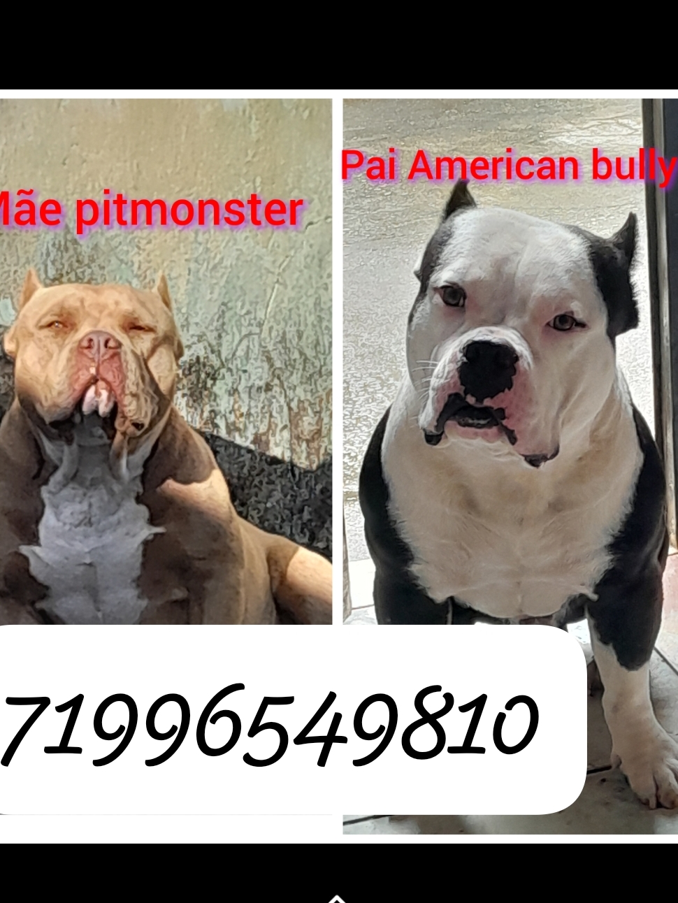 Portal Vendocão Lindo filhote macho american bully  Coração de maria 