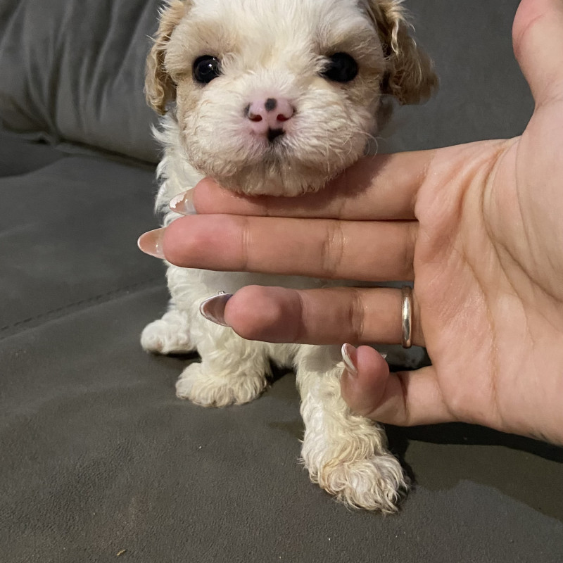 Shih Tzu puro, todos machos! - Foto 2