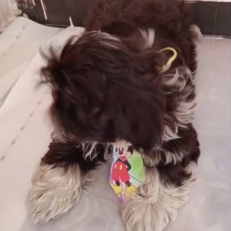 Shih tzu macho chocolate - Foto 1