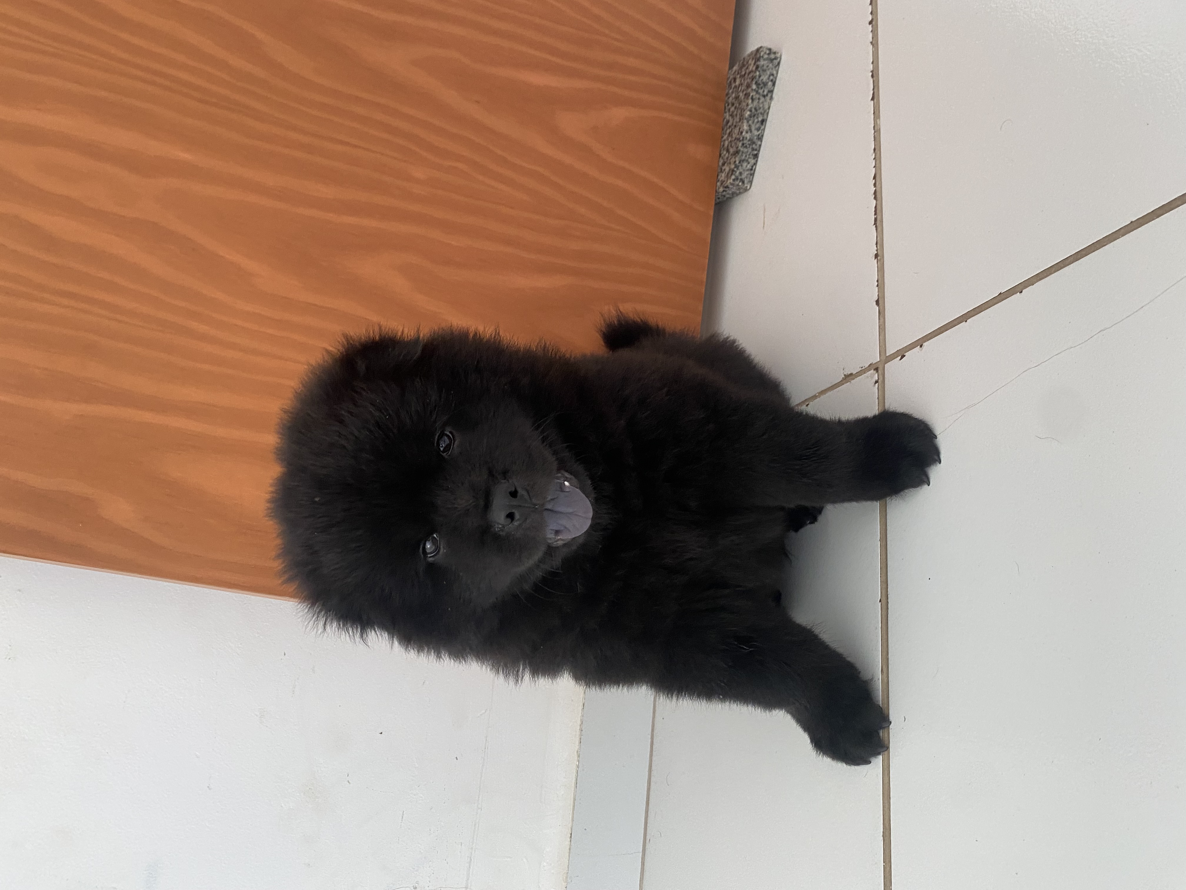 Portal Vendocão Filhote de chow-Chow preto São Luís 