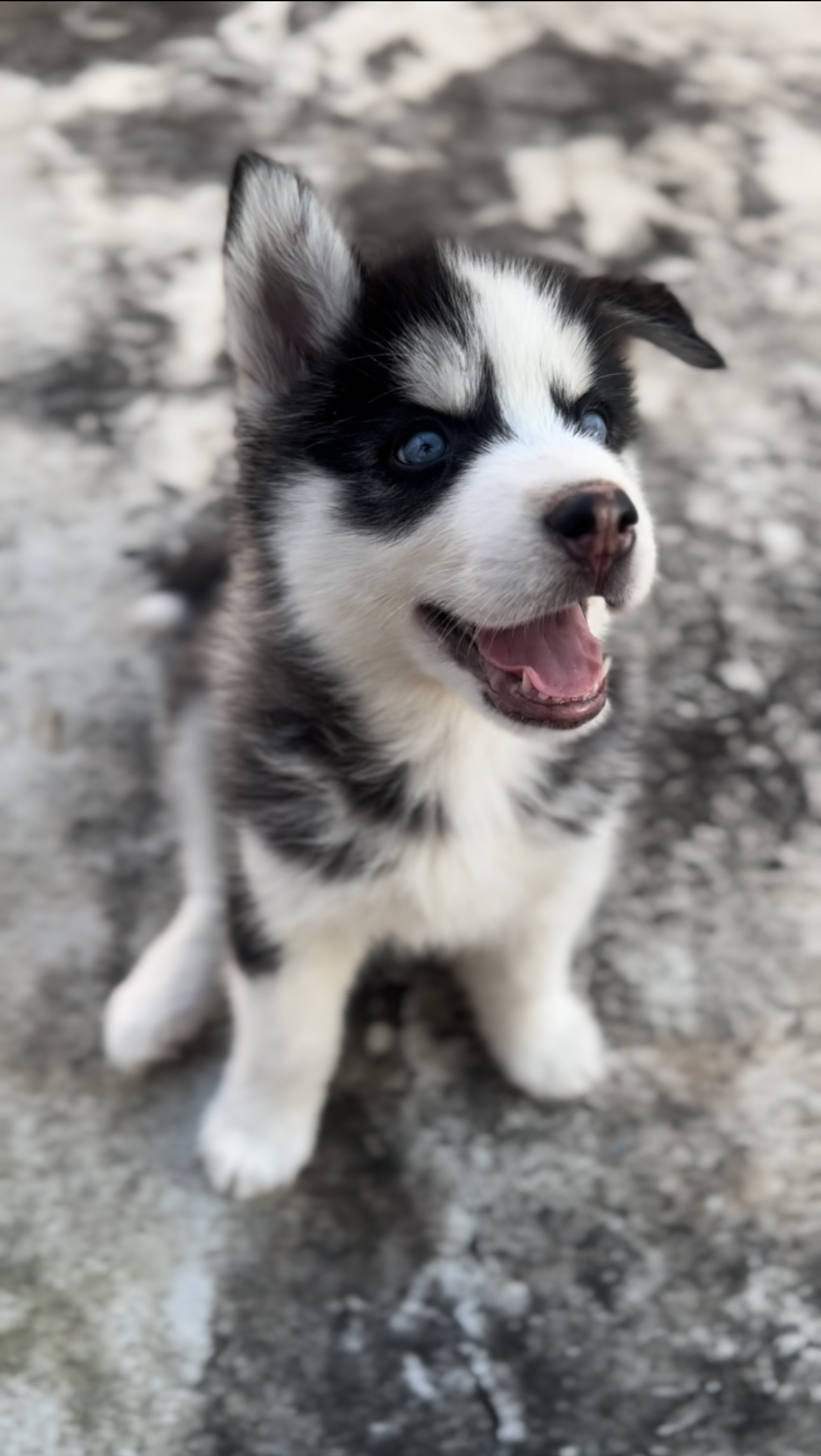 Portal Vendocão Filhote de husky  Contagem