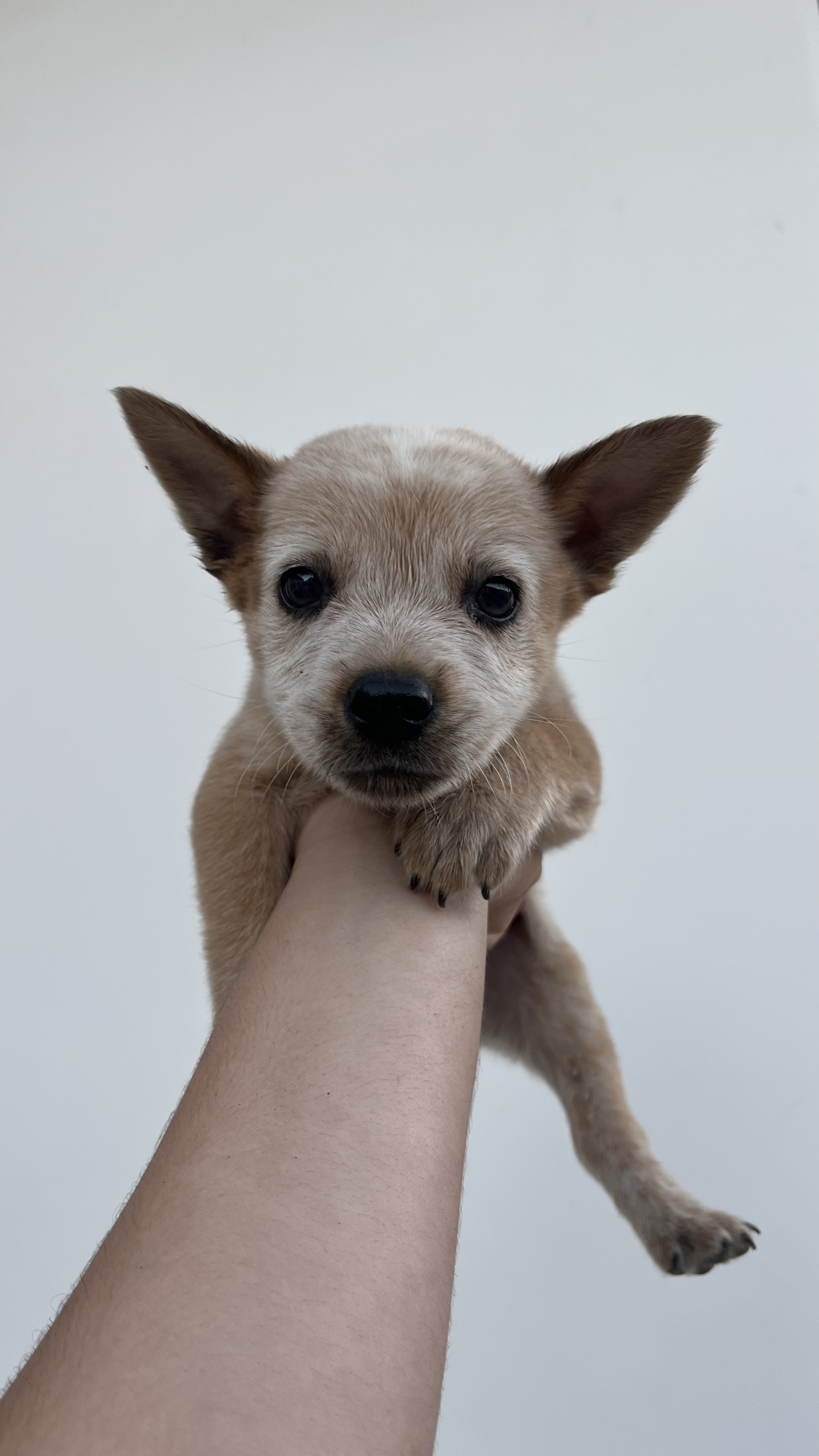 Portal Vendocão Vendo filhotes de Blue Heeler e Red Heeler Araruama