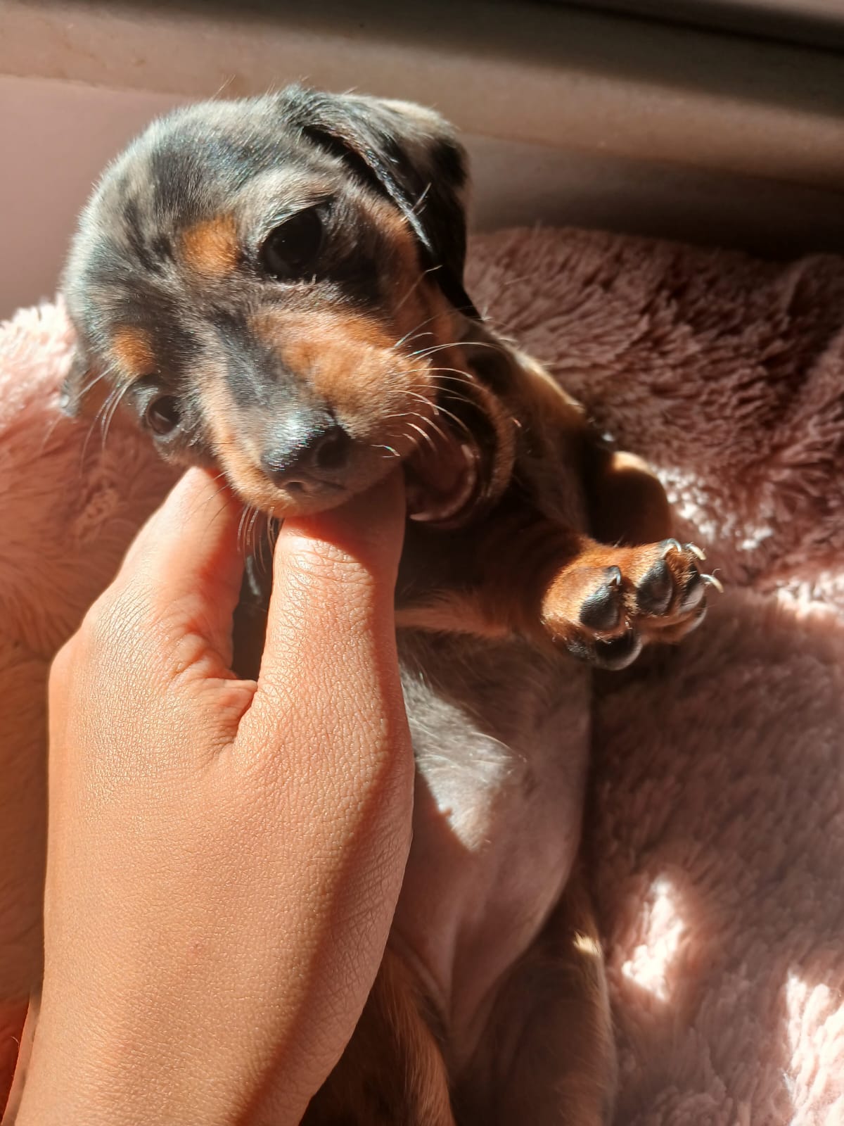 Filhote Teckel (macho) pais com pedigree a pronta entrega. - Foto 4