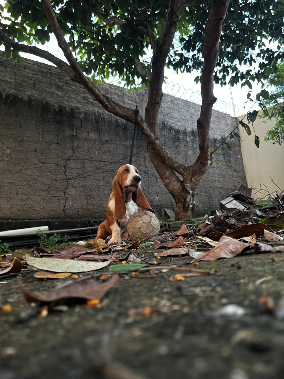 Portal Vendocão Cachorro Santarém 