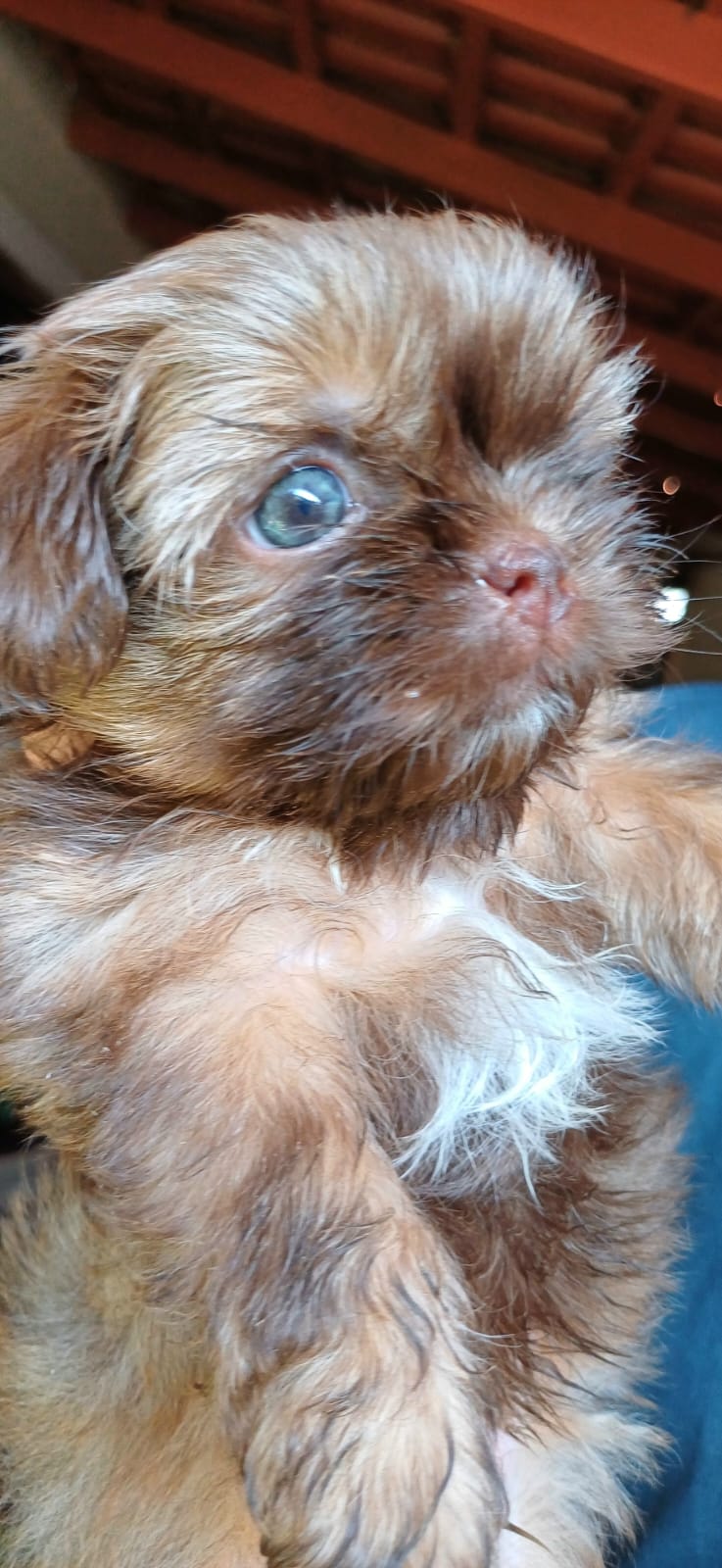 Portal Vendocão Shih tzu perfeitos olhos verdes/azulados Goiânia