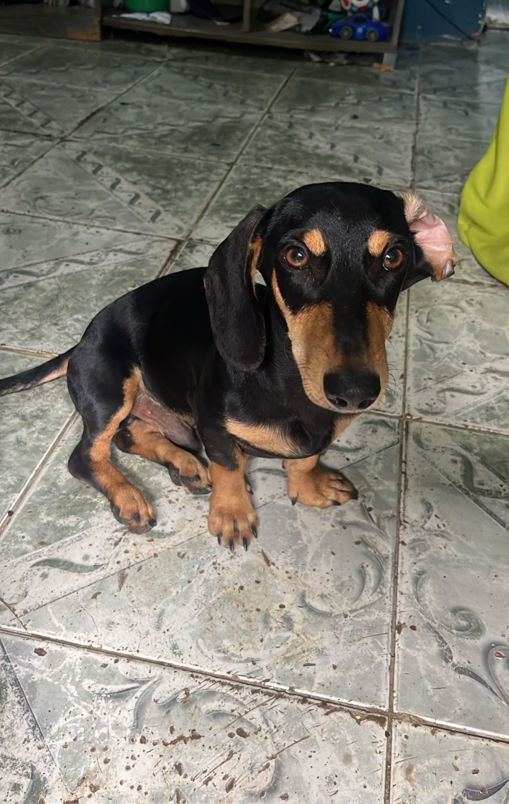 Cachorro salsicha 