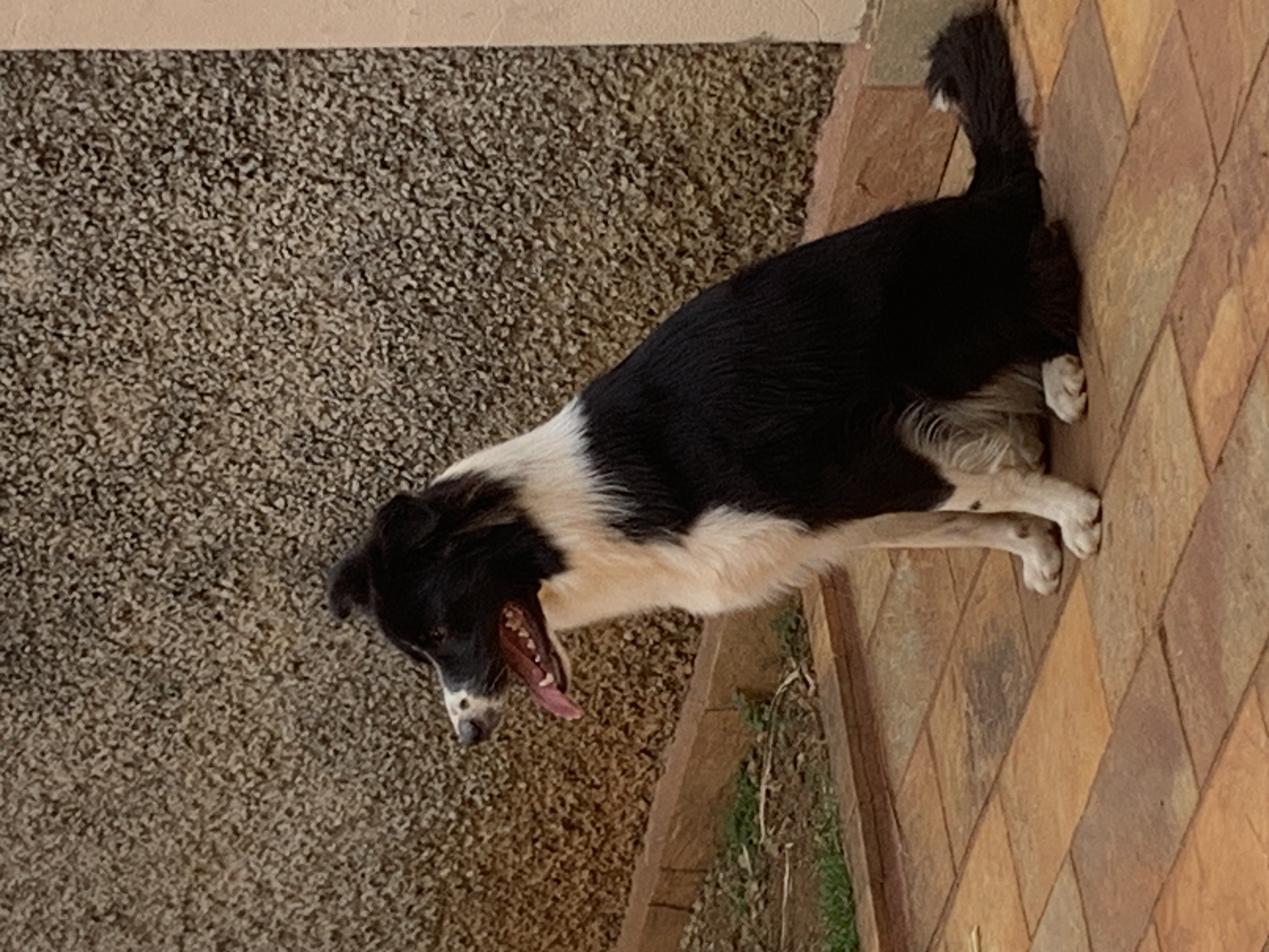 Cadela Border Collie de um ano e meio - Foto 4