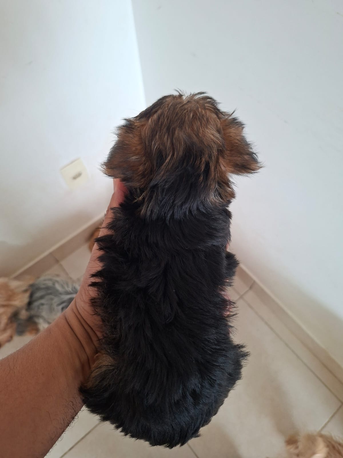Vendo filhotes yorkshire terrier  - Foto 3