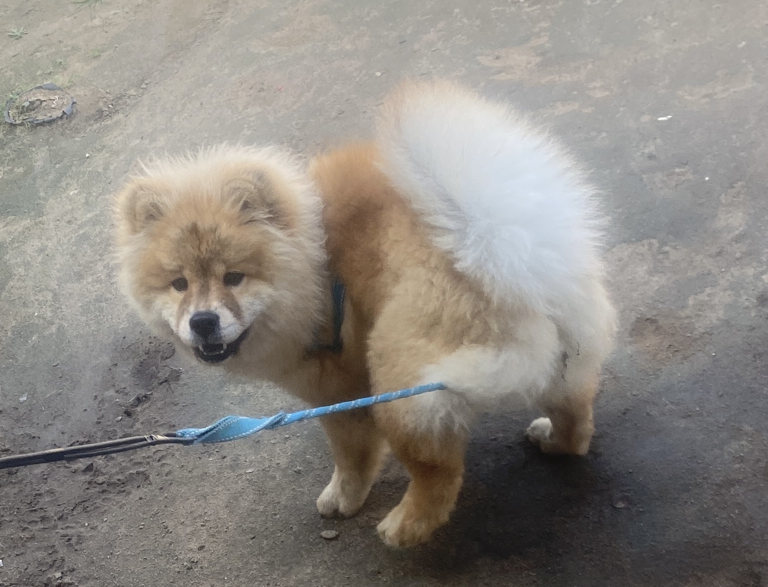 Vendo filhote de chow chow  - Foto 1