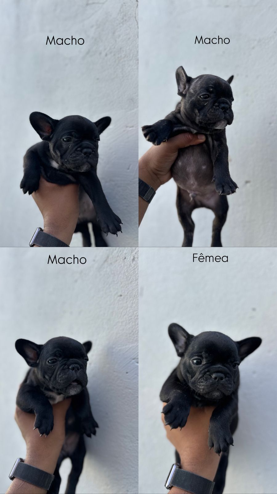Portal Vendocão VENDA Buldogue francês CUIABÁ