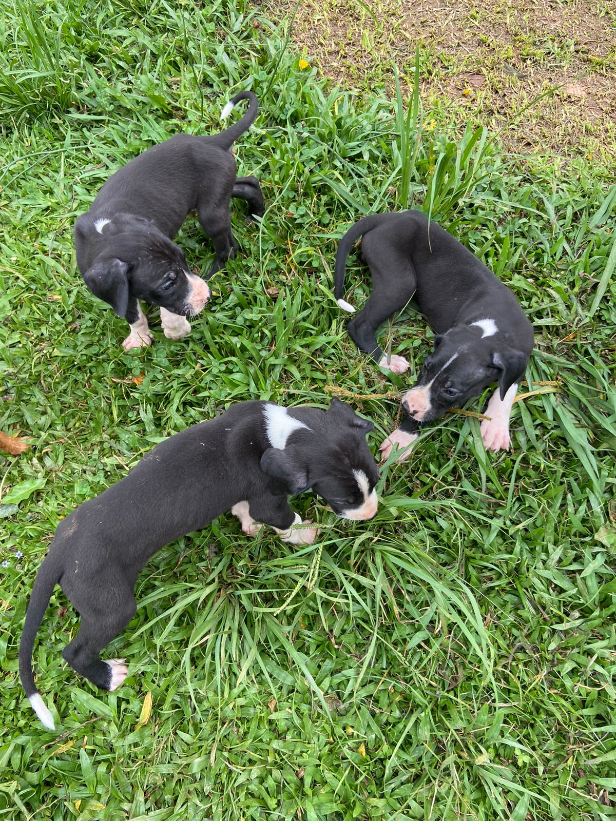 Portal Vendocão Filhote Dogue Alemão  Curitiba