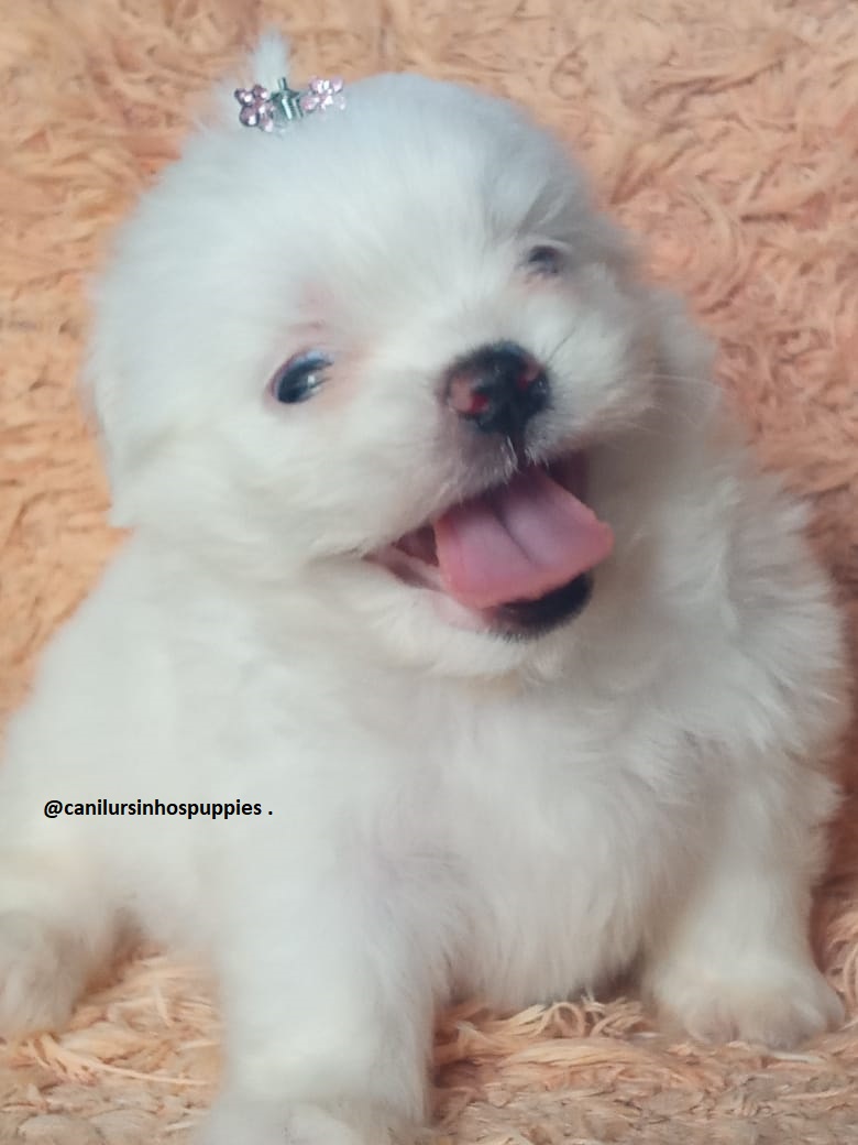 Portal Vendocão maltes perfeitos bebes pronta entrega #canilursinhospuppies  mogi guaçu