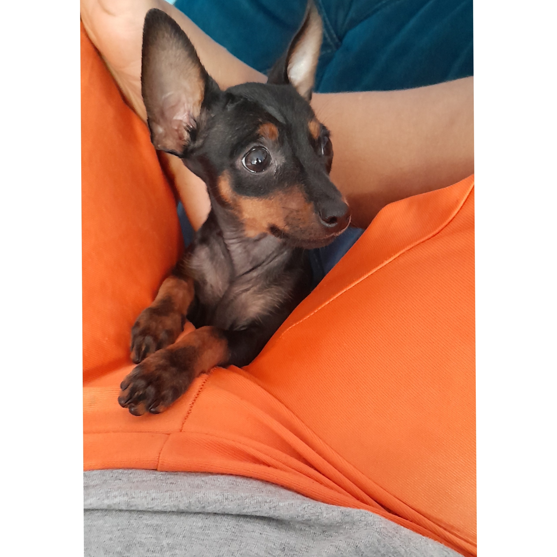 Pinscher 1 - Foto 1
