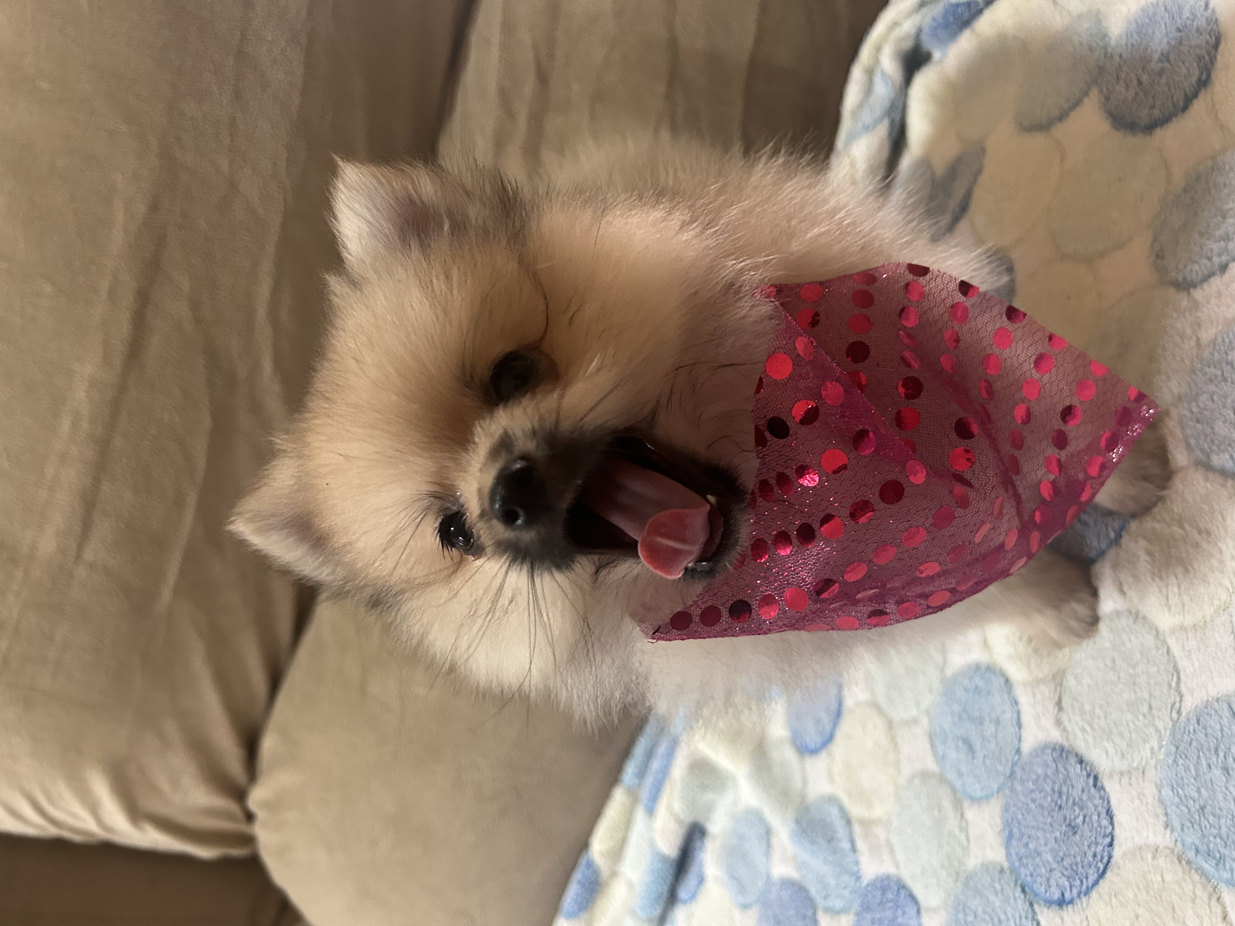 Spitz alemão  - Foto 4