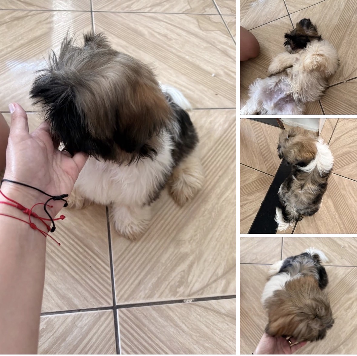 Vendo filhote shih tzu  macho 90 dias  - Foto 1