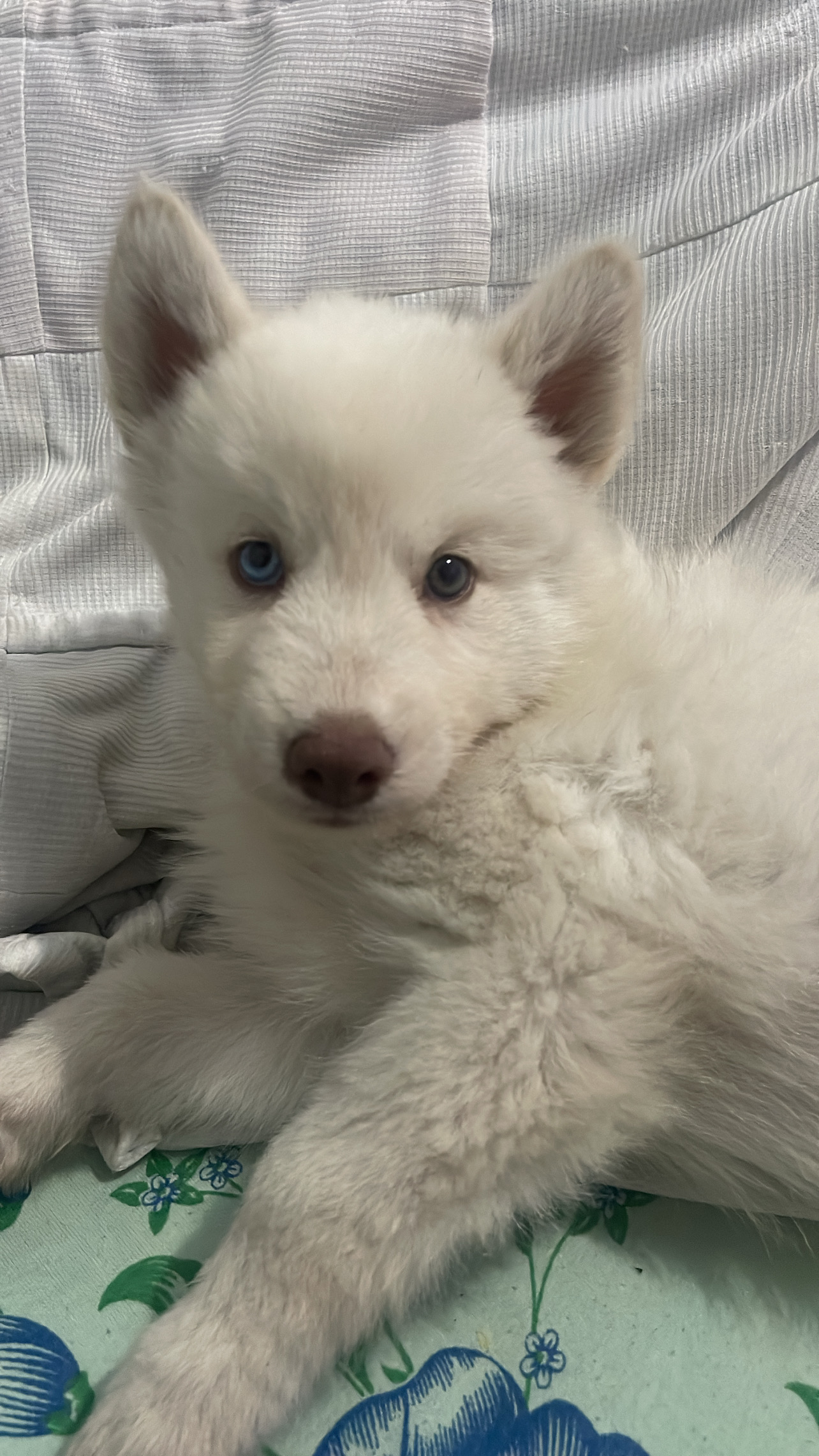 Portal Vendocão Husky siberiano filhote  Aparecida de Goiânia 
