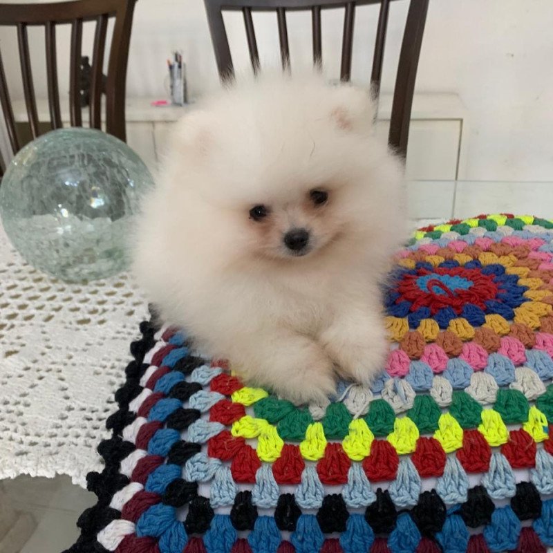 Filhotes Lulu da pomerânia