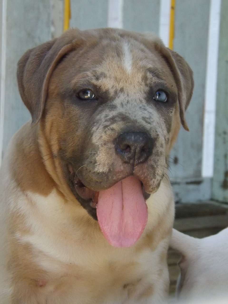 Portal Vendocão American bully XL  Palhoça