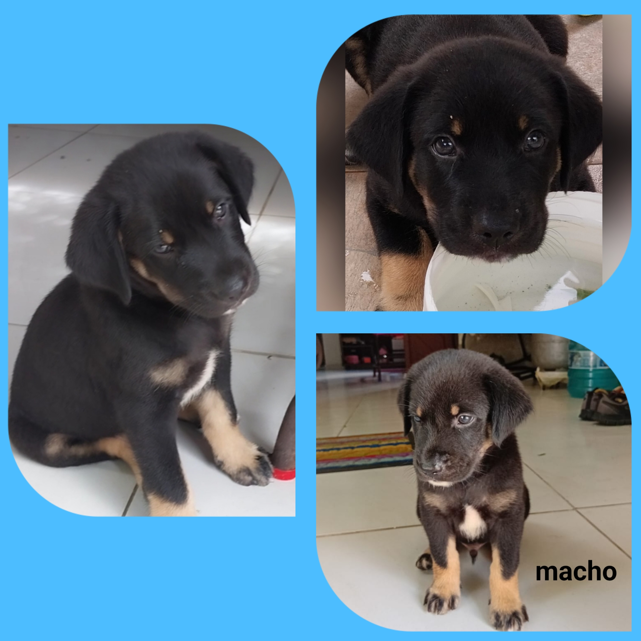 Portal Vendocão Lindos filhotes  São Gonçalo do amarante 