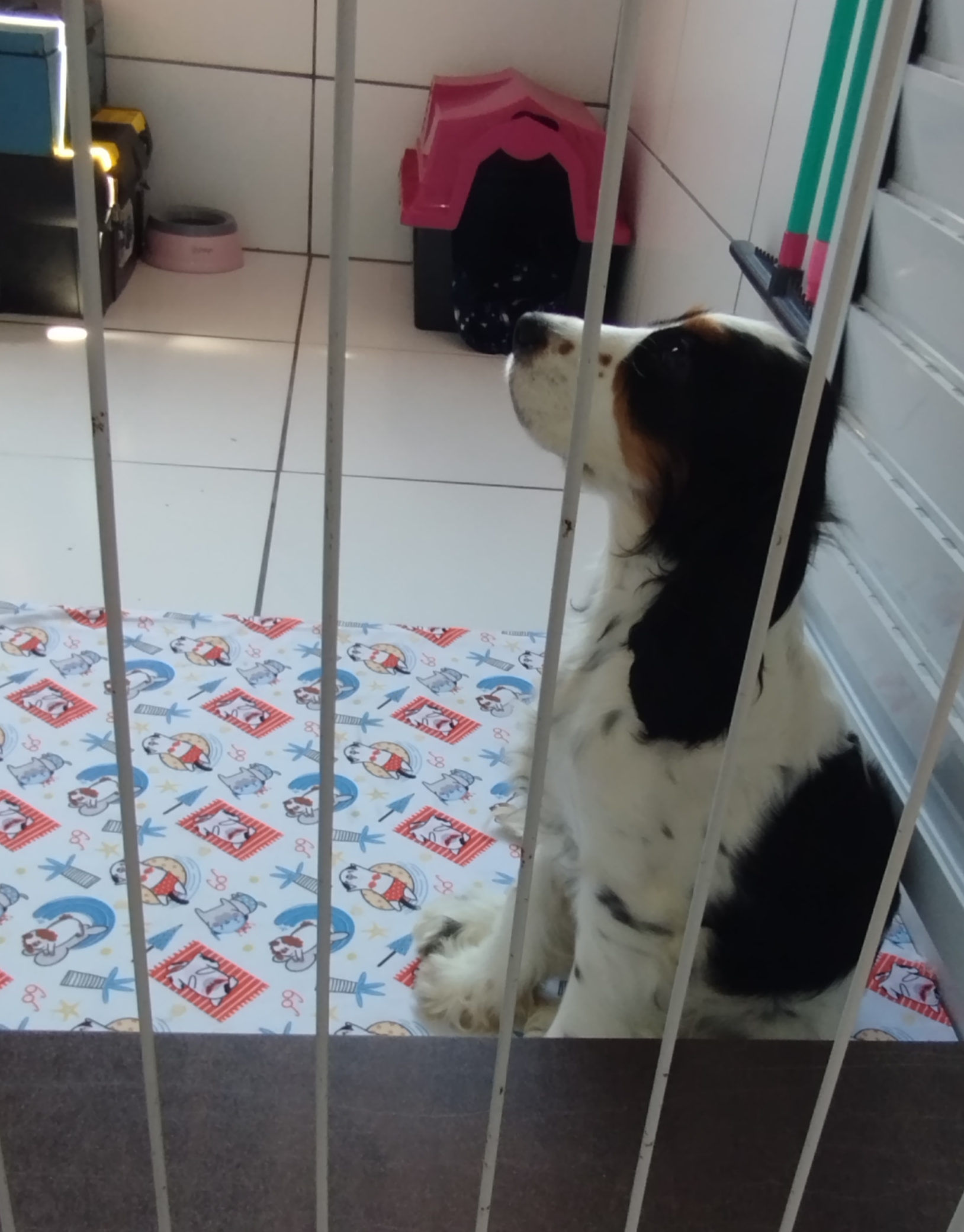 Linda Filhote de Cocker Spaniel Fêmea  - Foto 5