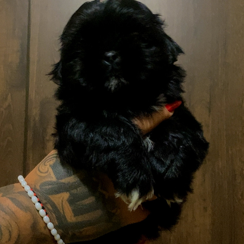 Vendo shih tzu - Foto 1