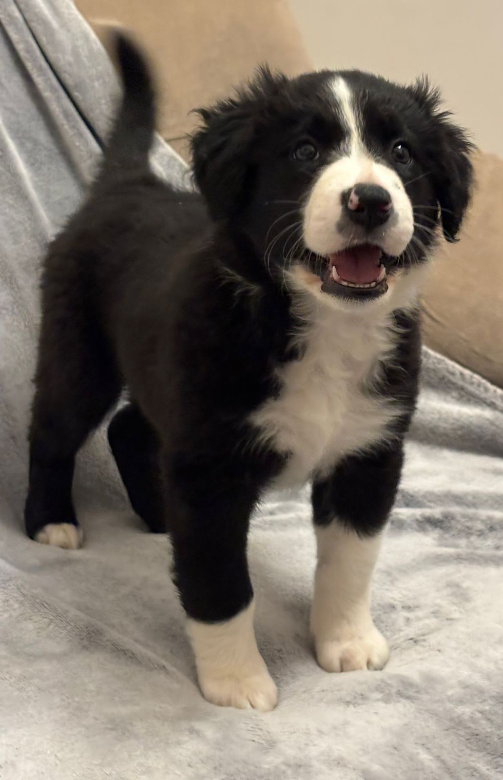 Portal Vendocão Vendo boder collie Franca