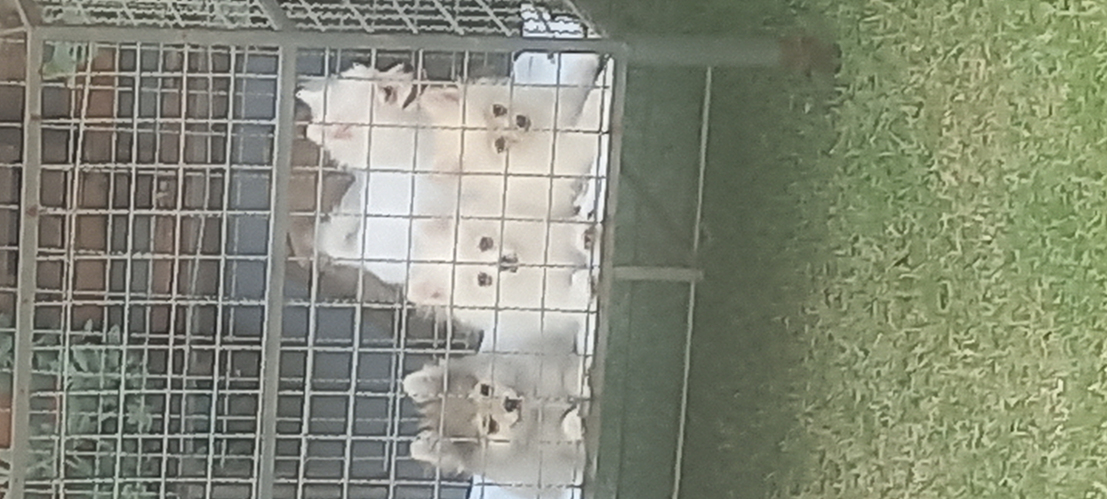 Spitz alemão  - Foto 1