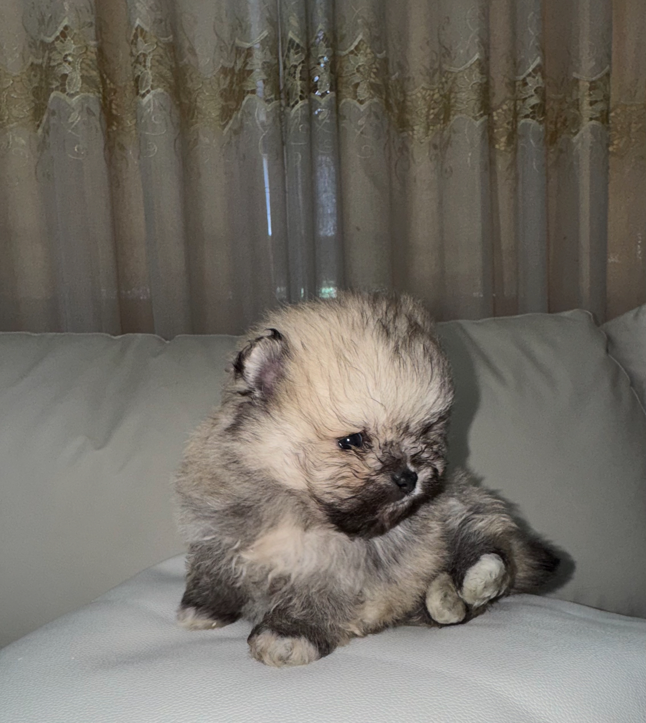 Portal Vendocão FILHOTES DE SPIZT ALEMÃO - MICRO E ANAO  sao paulo