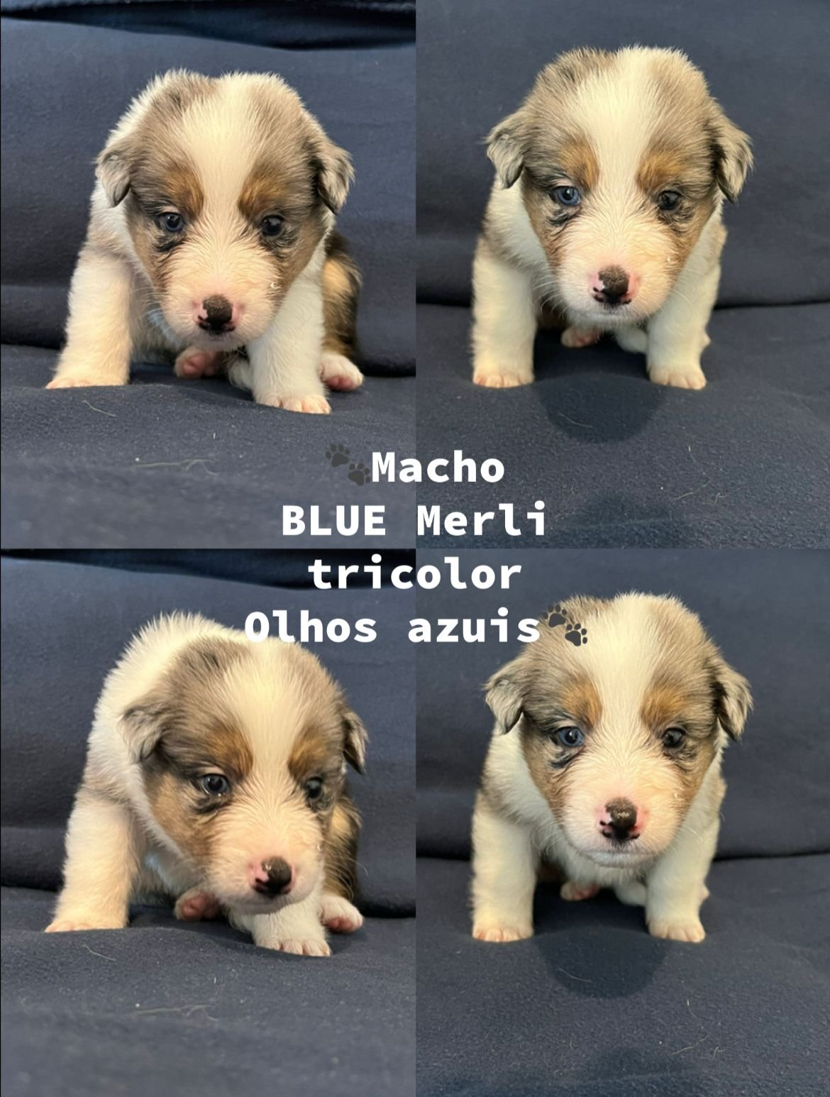 Vendo filhotes de barder collie - Foto 4