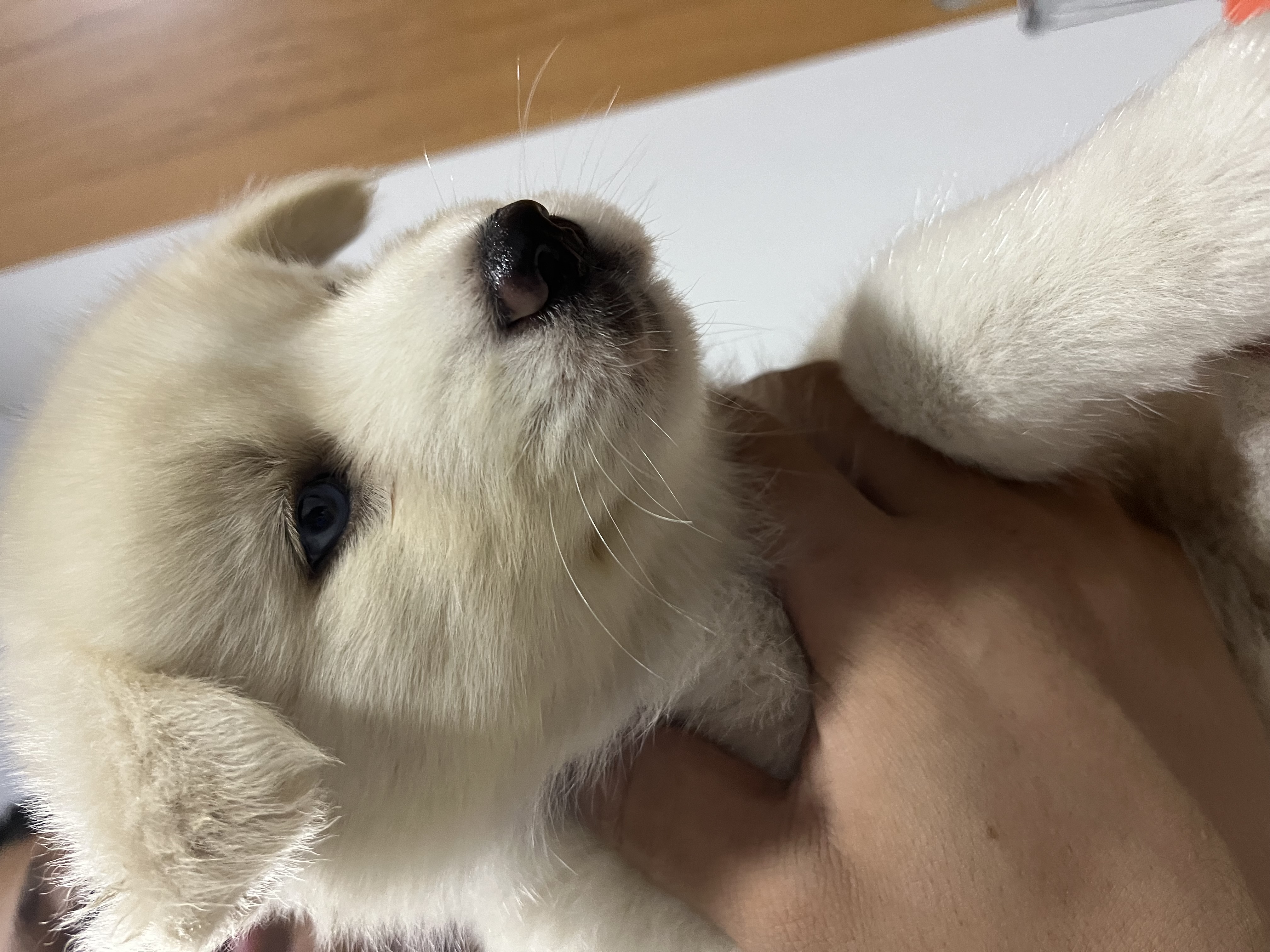 Portal Vendocão Vendo filhote fêmea de Husky Siberiano  Serra 