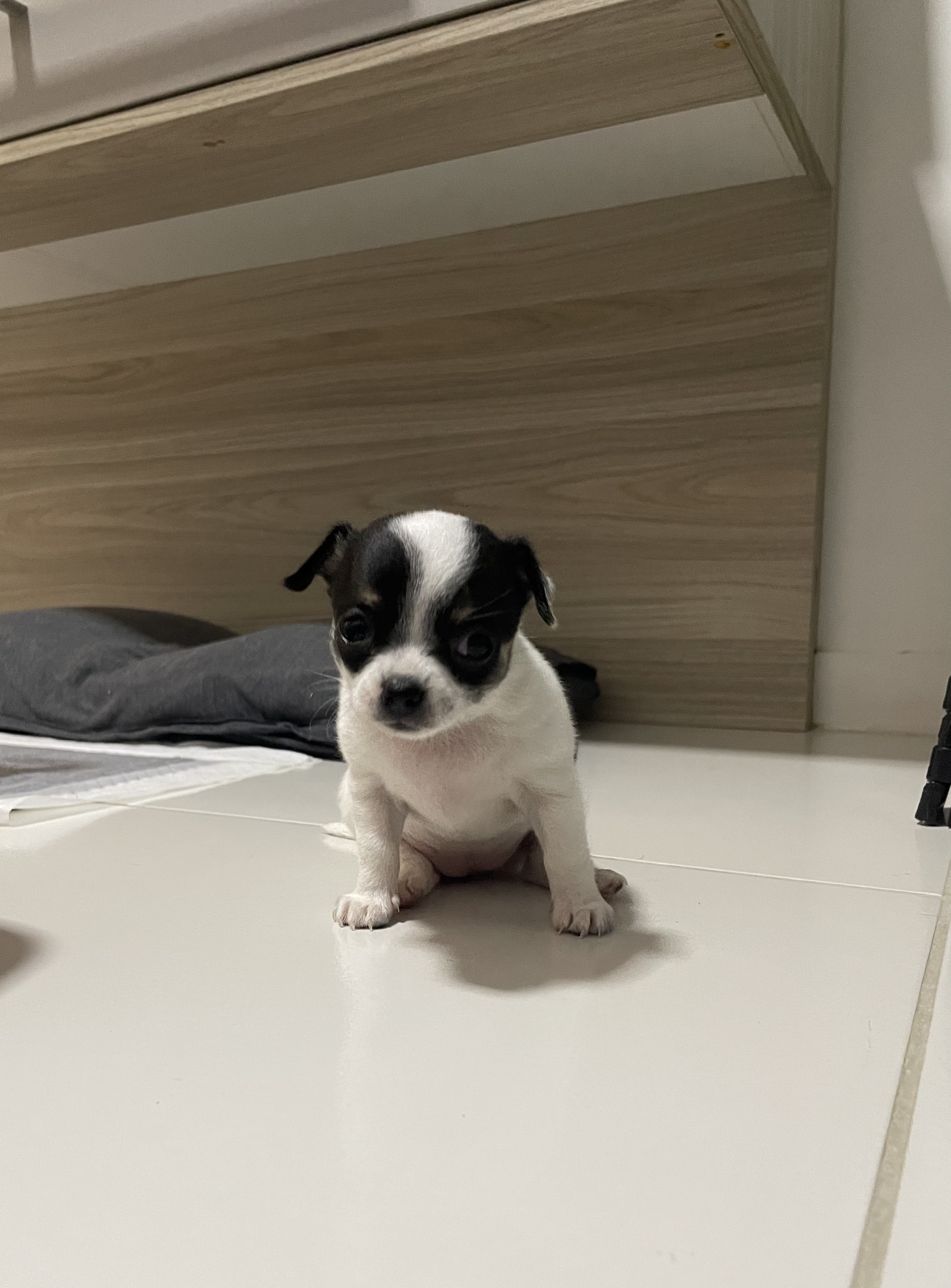 Portal Vendocão FILHOTE CHIHUAHUA FEMEA Vila velha
