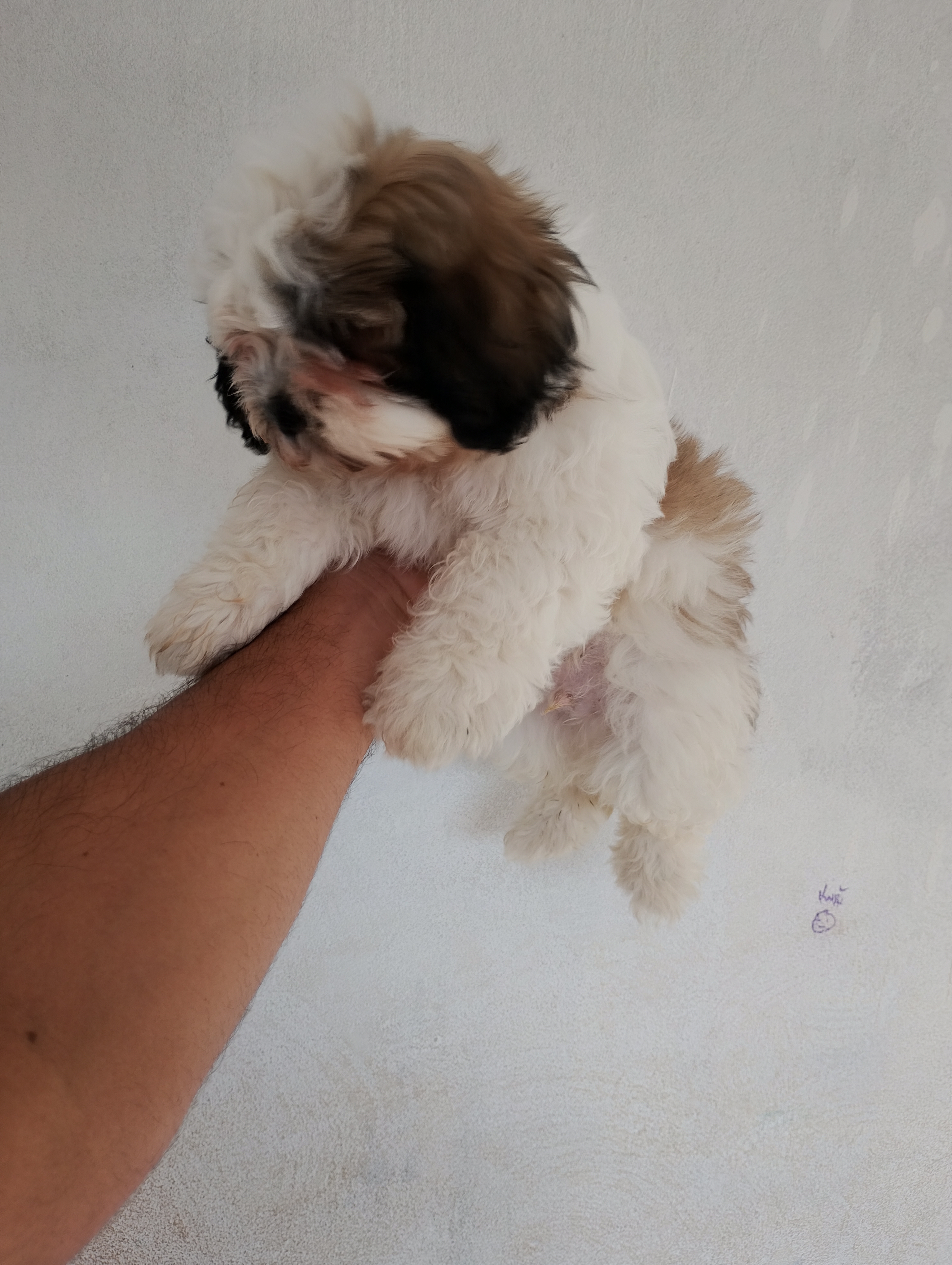 Portal Vendocão Vendo filhote (macho) Teresina