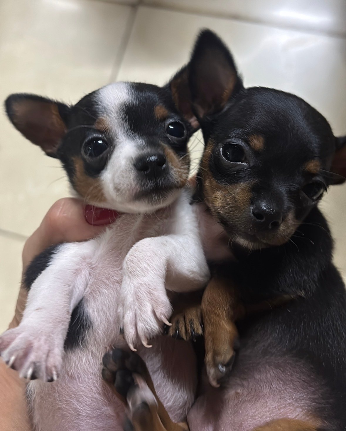 Vendo filhote pinscher fêmea. Vermeficada e primeira vacina. - Foto 5