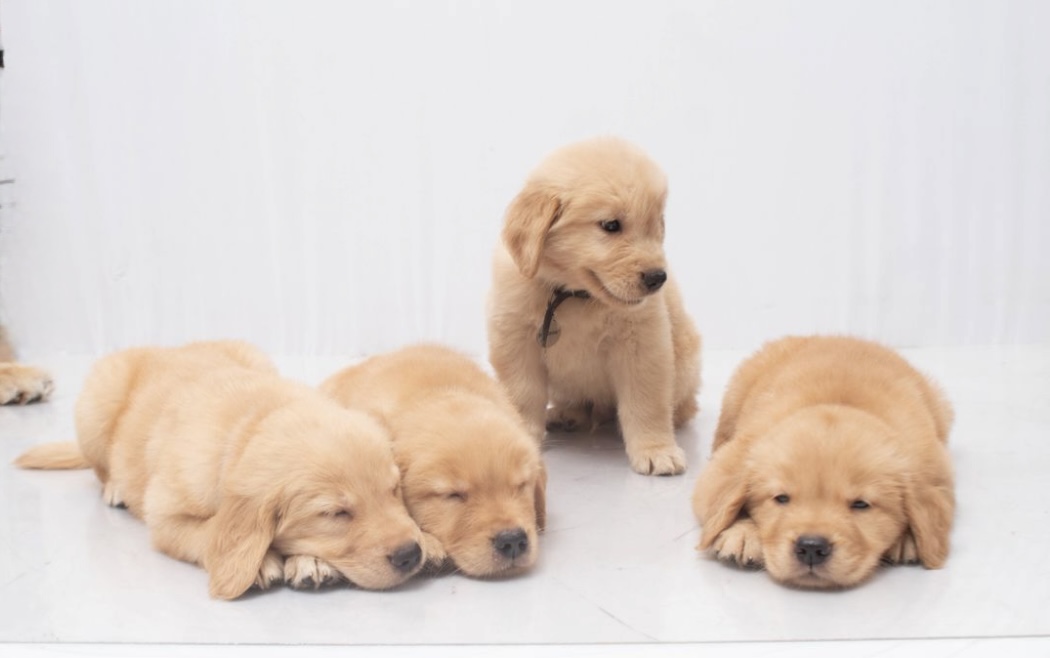Portal Vendocão FILHOTE GOLDEN RETRIEVER  Recreio dos bandeirantes 
