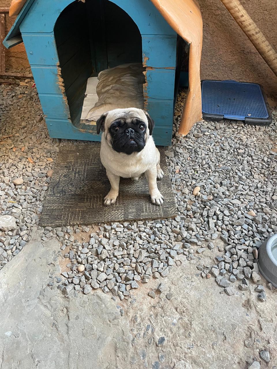 Portal Vendocão Cachorro pug Montes Claros 