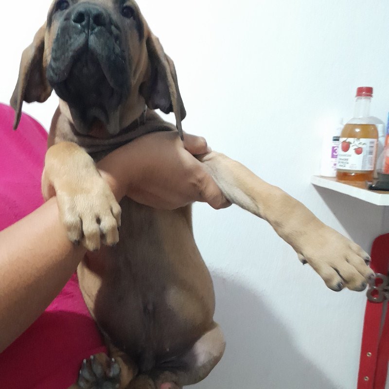 Filhote de Fila Brasileiro - Foto 1