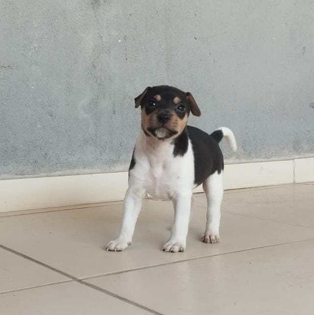 Filhotes machos terrier brasileiro Fox paulistinha 