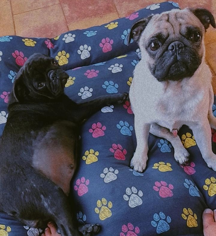 Portal Vendocão Filhotes de Pug  São José do Rio preto 