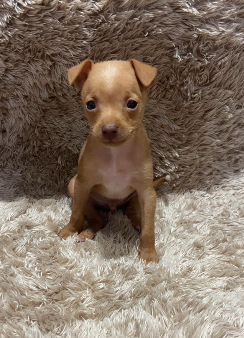 Pinscher macho lindo - Foto 1