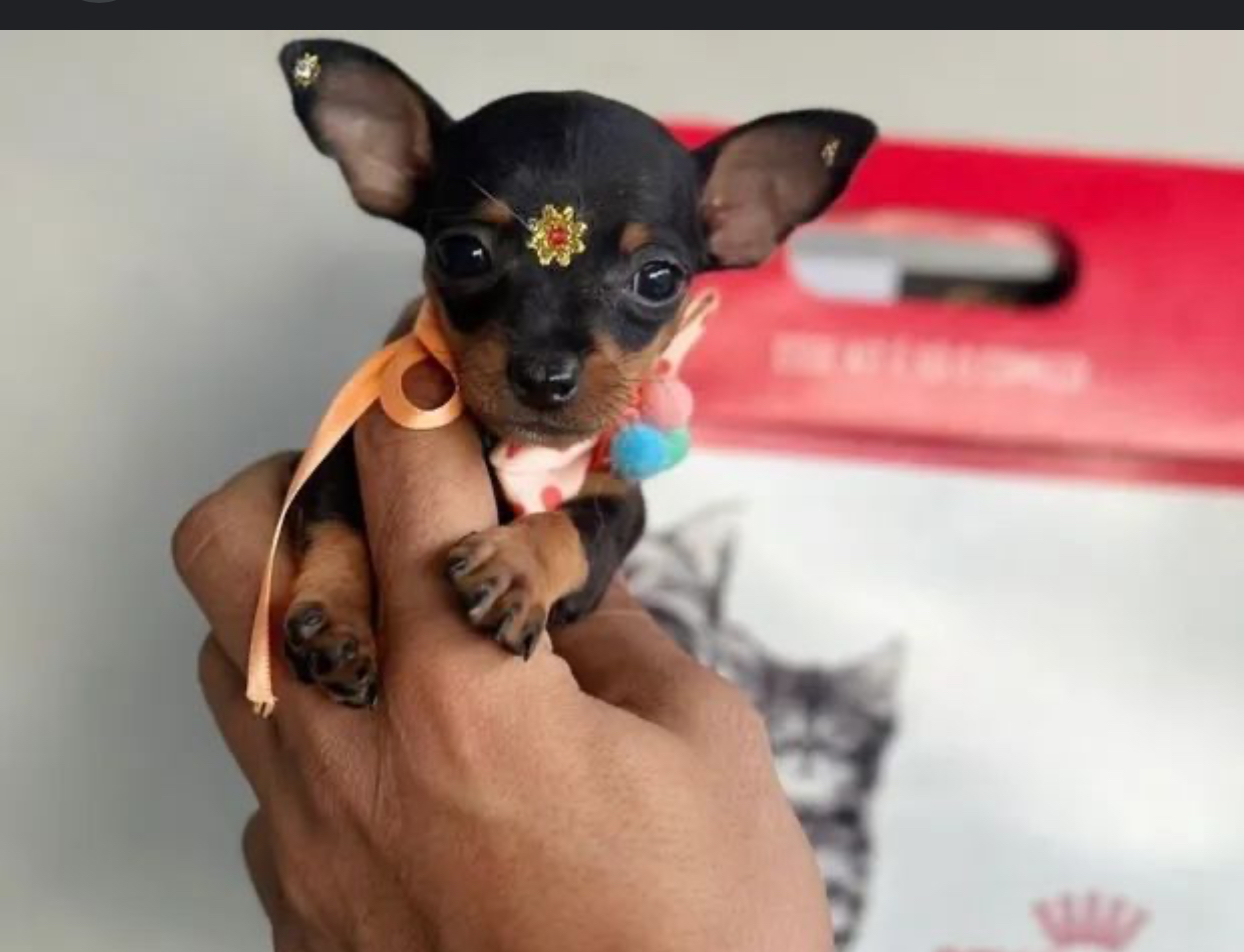 Pinscher miniatura 0 - Foto 1