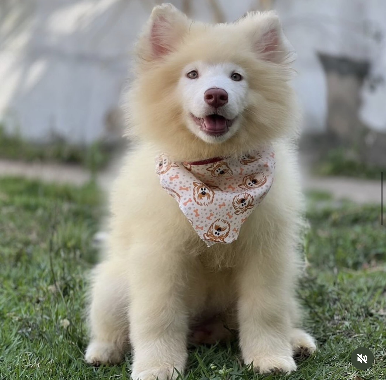 Malamute do Alasca Fêmea - Foto 1