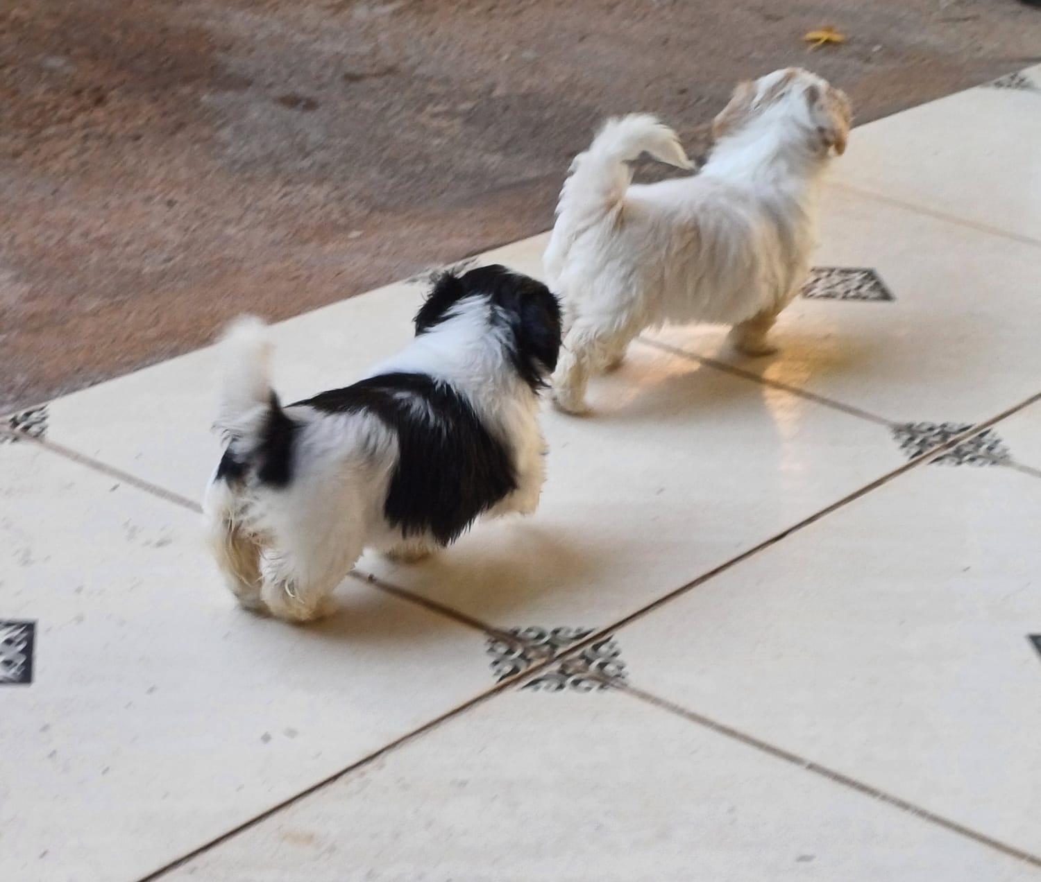 Portal Vendocão Shitzu filhote  Porto velho