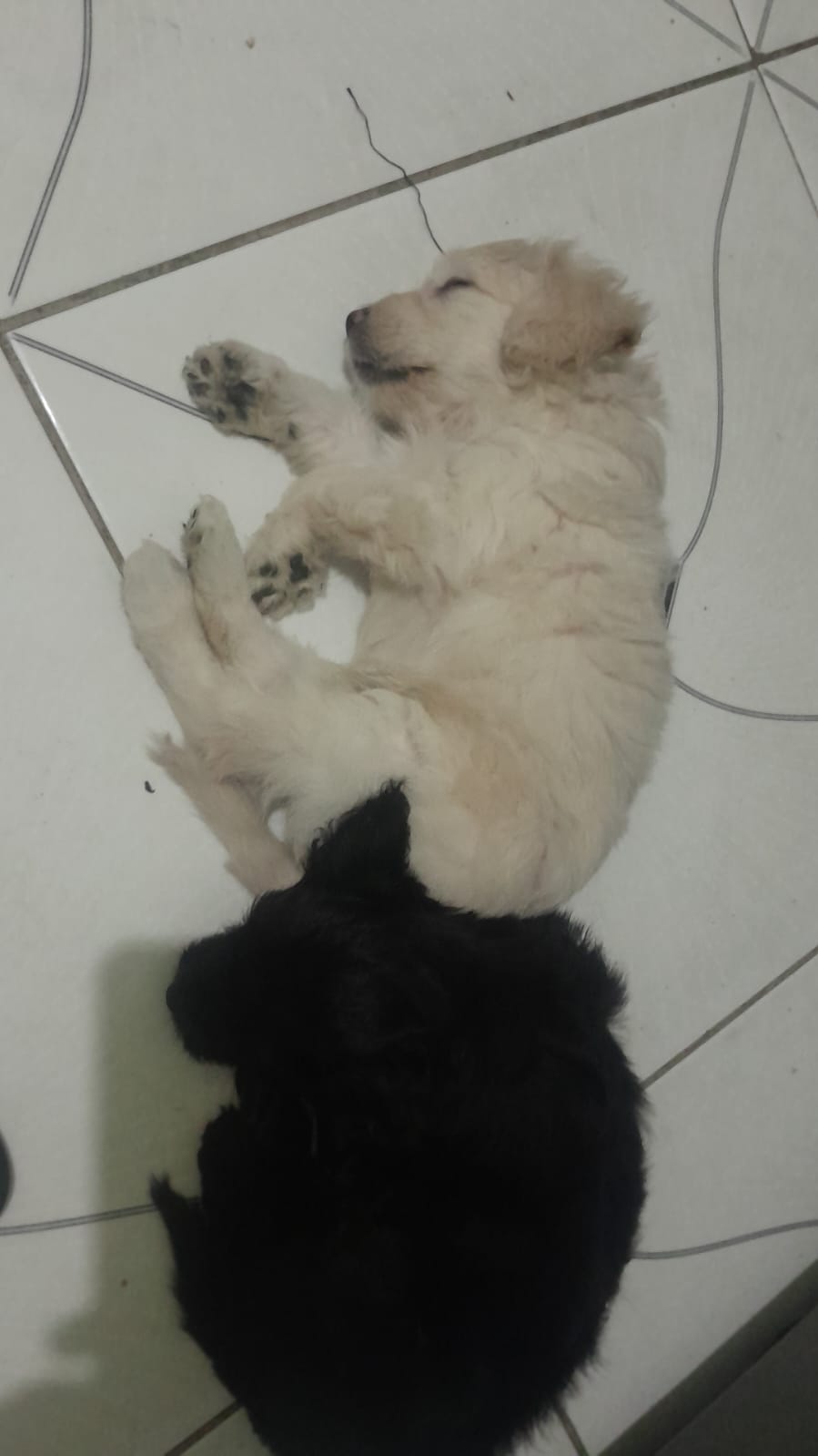 Portal Vendocão Poodle para vender  Arcoverde