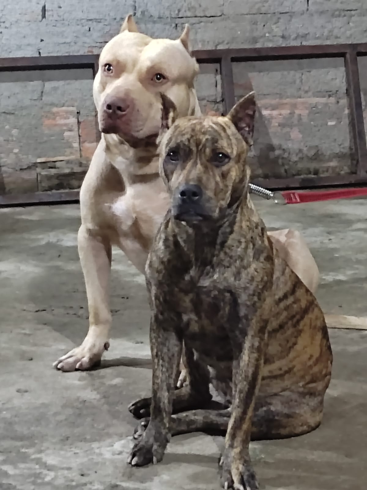 Portal Vendocão Pitbull Moster  Ribeirão das Neves