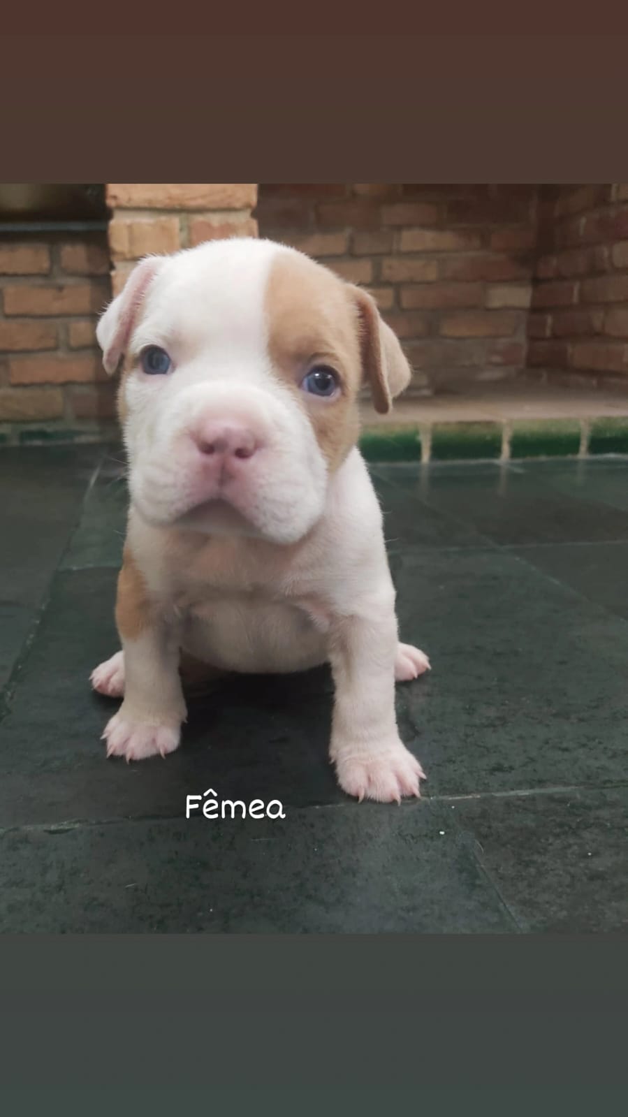 Portal Vendocão 🐾 Filhotes de American Bully com Pedigree IBC Disponíveis! 🐾 Contagem