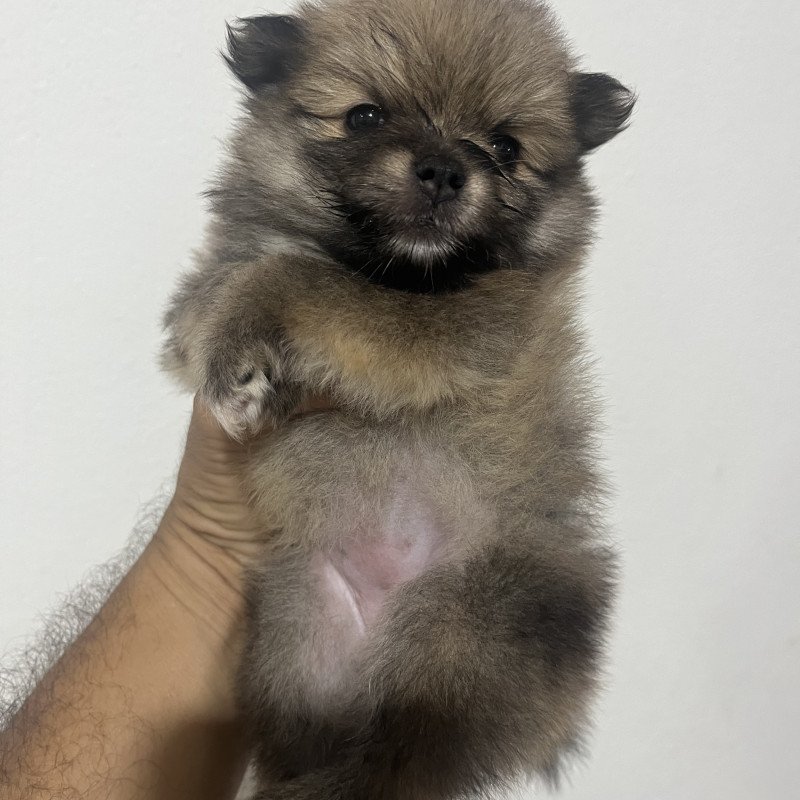 Filhote de Lulu da Palmeranha - Foto 1