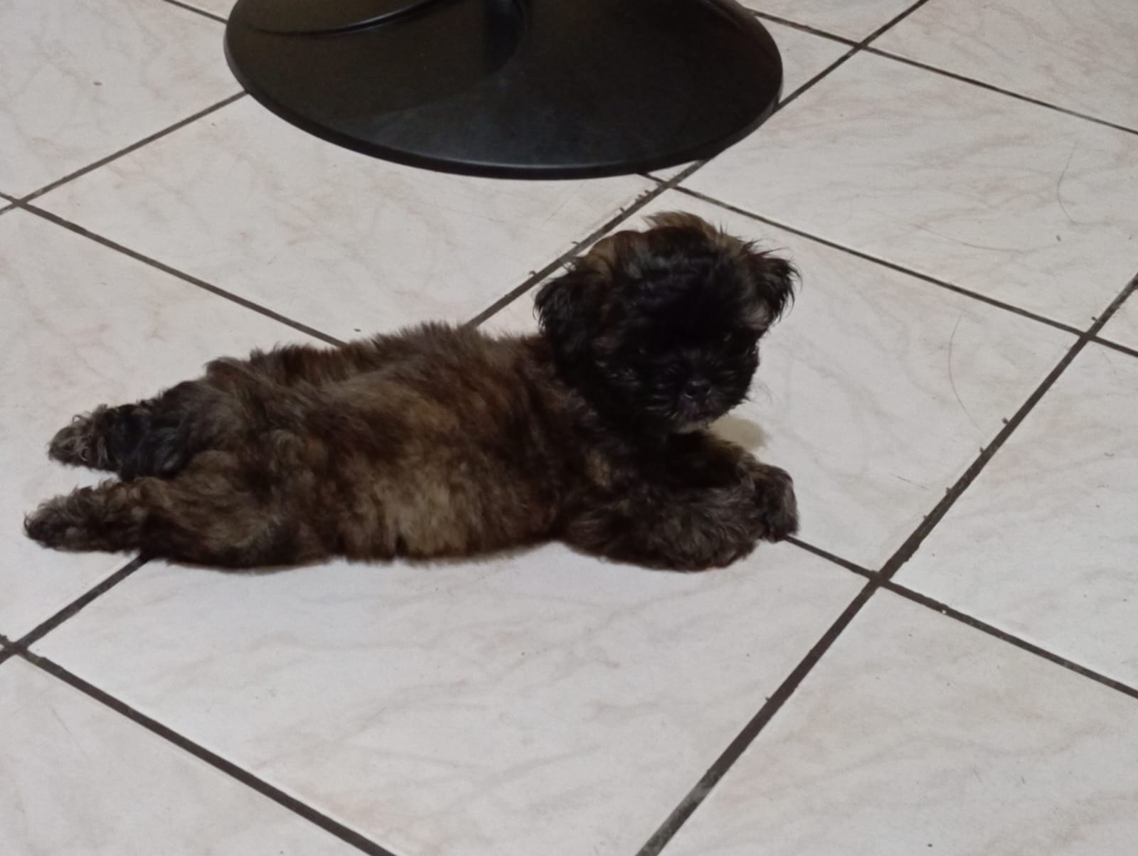 Portal Vendocão Venda Filhotes Belém 