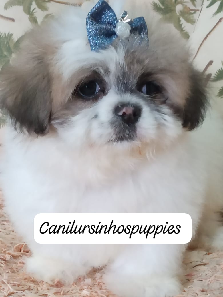 Portal Vendocão lhasa apso lindos bebes pronta entrega #canilursinhospuppies barueri 